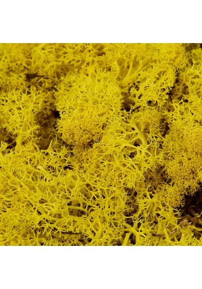 Reindeer Moss Sarı Şoklanmış Norveç Yosunu 250gr