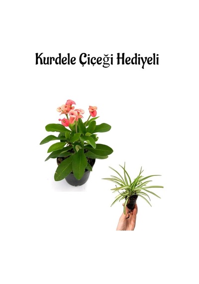 Kadınlar Gününe Özel Pembe Milii Dikenler Tacı Çiçeği Kurdele Çiçeği Hediyeli