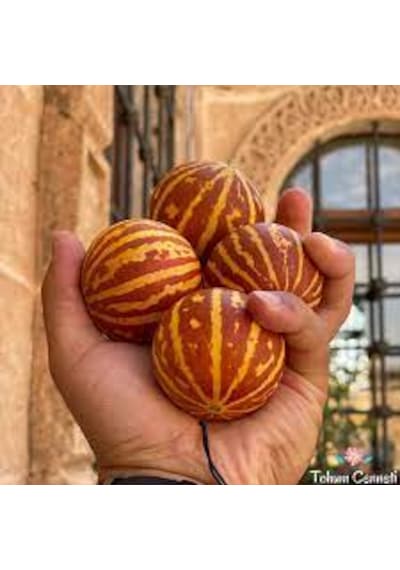 5 Adet Tohum Organik Nevşehir Mis Kokulu Minik Parfüm Kavunu Tohu