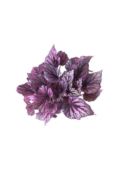 Begonia Rex 'Hugh McLauchlan' (Begonya Çiçeği) Ø12 CM Y25-30 CM