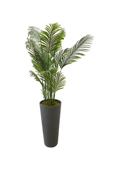 Cihan Çiçekçilik Areka 15 Yaprak 200 Cm 70x35 Özel Tasarım Saksı Yeşil