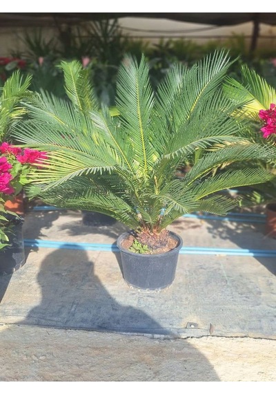 Cycas Revoluta-sikas - Japon Sago Palmiyesi - Gövde Boyu 55-80 Cm