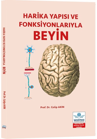 Harika Yapısı Ve Fonksiyonlarıyla Beyin