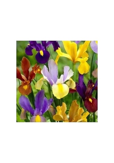 20 Adet Golden Beauty Iris Süsen Karışık Renkli Soğanı