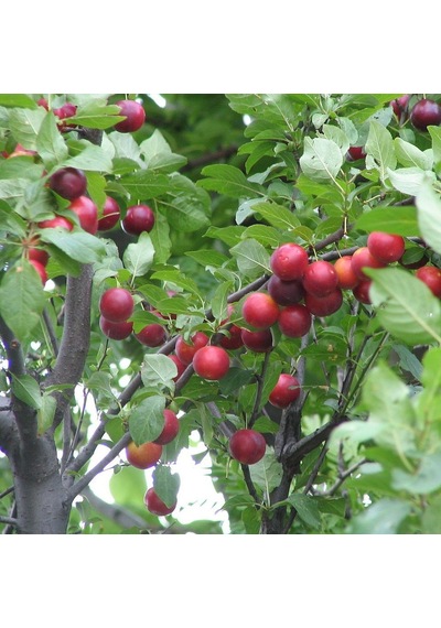 Tüplü Cherry Plum Nadir Mini Meyveli Kiraz Eriği Fidanı