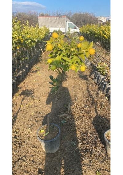 12 Litrelik Saksıda Bodur Mayer Limon Fidanı Yaş 3 Boy 100-120cm