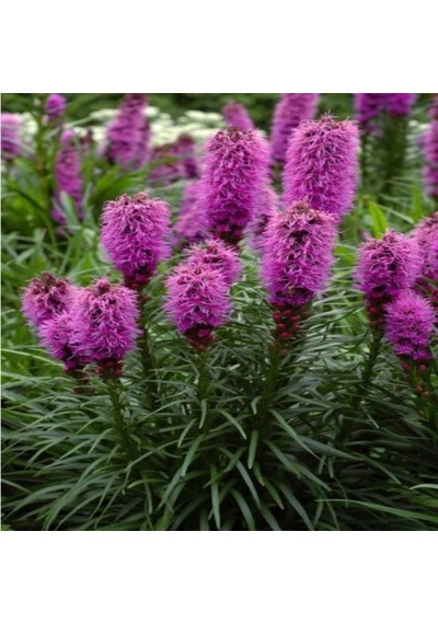Purple Rose Liatris Çiçeği Tohumu 40 Tohum N111254