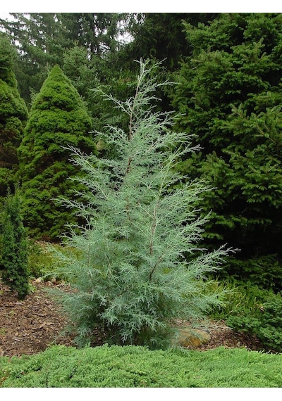 Mavi Servi Fidanı Picea Pungens 50 60 Cm