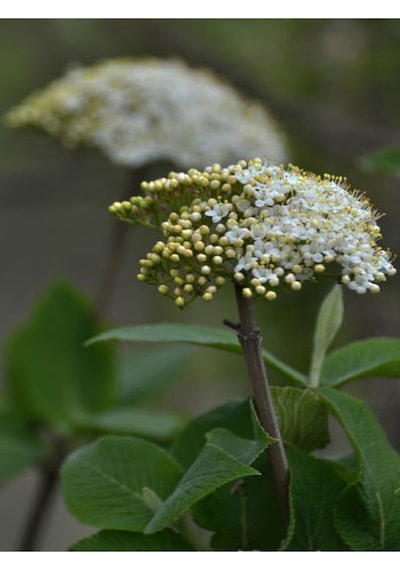 Kartopu Çiçeği Fidanı Ithal 1 Adet Saksılı 50-80 Cm Viburnum Lucidum
