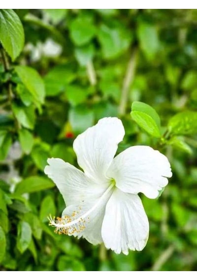 Videolu 1 Adet Beyaz Japon Gülü Çiçeği Fidanı 20-40 Cm Tüplü Çiçekli Bodur Bitki Whıte Japanese Rose