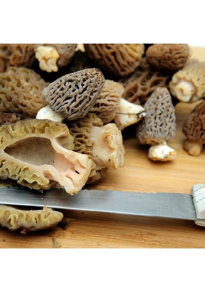 Kuzu Göbeği Mantarı Deneme Kiti 1 Adet