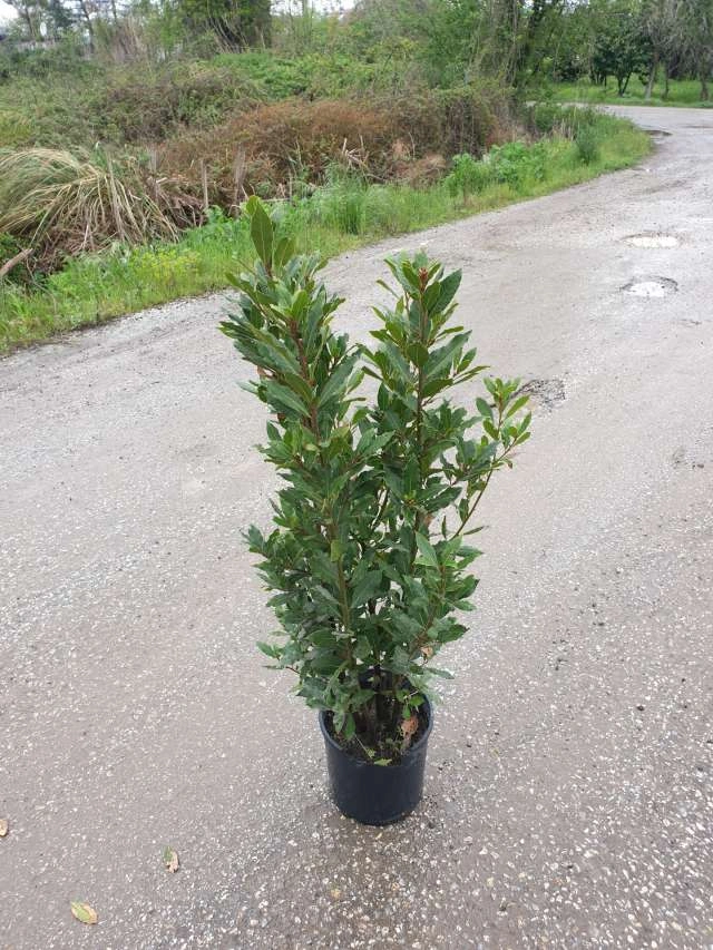 Defne Fidanı 10-20 Cm