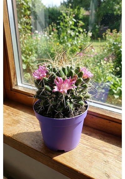 Mammillaria Magnimamma Nadir Kaktüs Özel Tür Nadide Kaktus Tekli