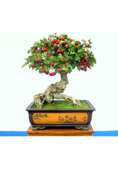 Bodur Kırmızı Alıç Bonzai Ağacı Tohumu 5 Adet Bonsai Ağacı Tohumu