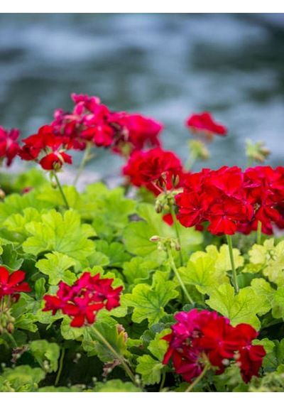 Videolu Bordo Sakız Sardunya Çiçeği Fidanı 25-35 Cm Saksılı Çiçekli Bodur Bitkiler Geranium