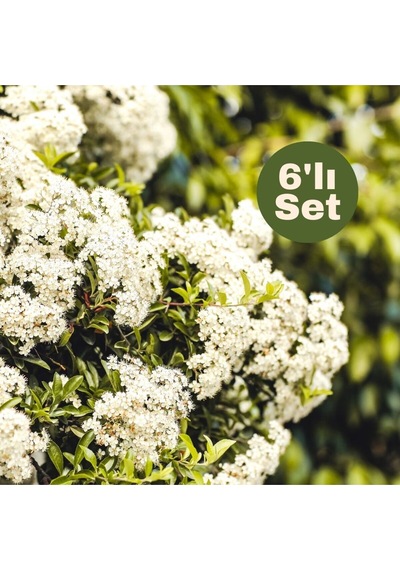 Parlak Yapraklı Kartopu 6'lı Set Viburnum Lucidum