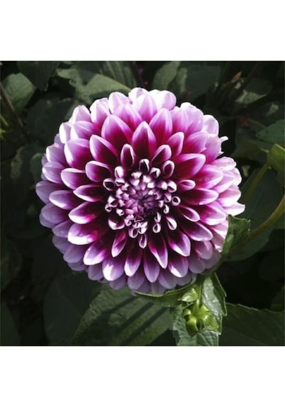 Dahlia Çiçeği Tohumu Ekim Seti 5 Tohum + Saksı+Toprak+