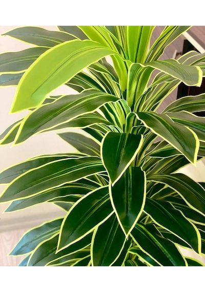 Rüzgar Yapay Çiçekçilik 170 Cm Boyunda Dracaena Ağacı Yeşil