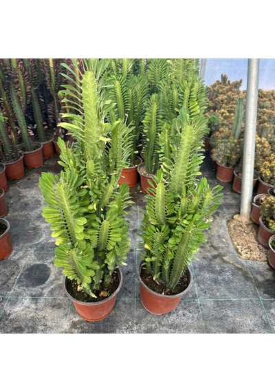 Bol Dallı Büyük Boy Euphorbia Trigona Green - Afrika Yeşil Süt Ağacı Kaktüsü 1 Adet