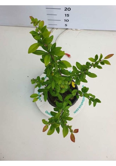 Videolu Kırmızı Bahar Dalı 40 60 Cm 1 Adet Saksılı Çiçekli Dış Mekan Bitkisi Chaenomeles Japonica