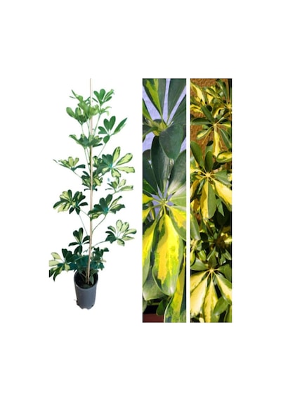 Videolu Tek Dal Alacalı Şeflera Çiçeği 50-90 Cm Saksılı Iç Mekan Bitkileri Schefflera