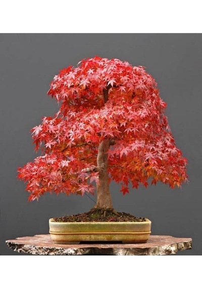 Ithal Acer Rubrum Bonzai Ağacı Tohumu Ekim Seti