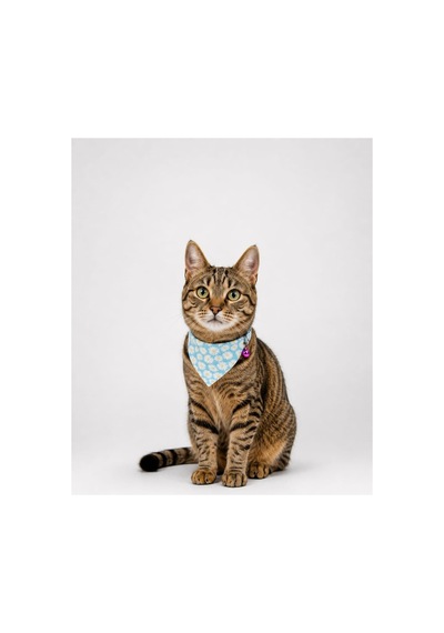 Desenli Bandana Kedi Tasması 4'lü Tam Set