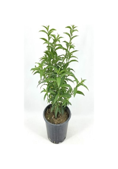 Melisa Kokulu Parfüm Çiçeği Bitkisi 40 - 50 Cm.