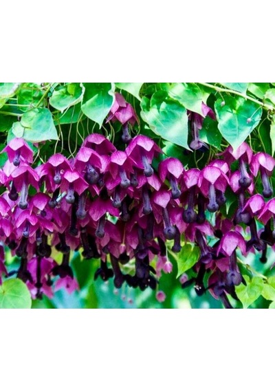 10 Adet Purple Bell Vine Tohumu