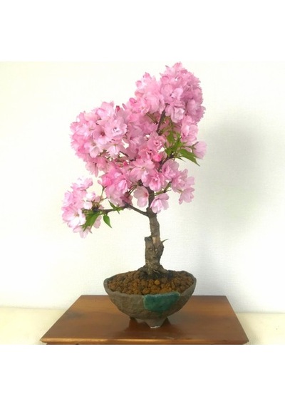 Bodur Ceherry Blossom Bonzai Ağacı Tohumu Ekim Seti 5 Tohum +Saks