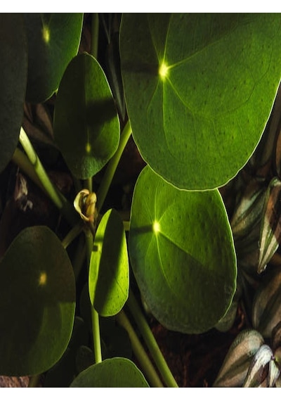 Serada Decor Plant Areka Dağ Palmiyesi & Pilea Set 2li İç Mekan Ofis Bitkisi