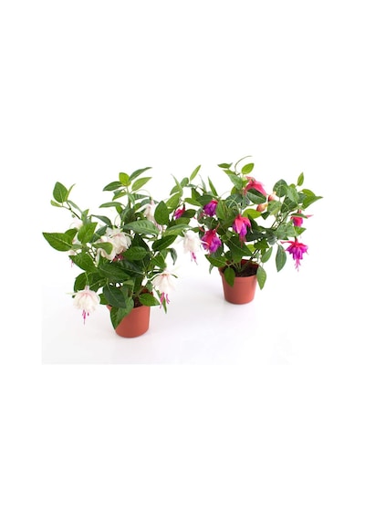 Küpeli Fuchsia Çiçeği Fidanı 10-20 Cm