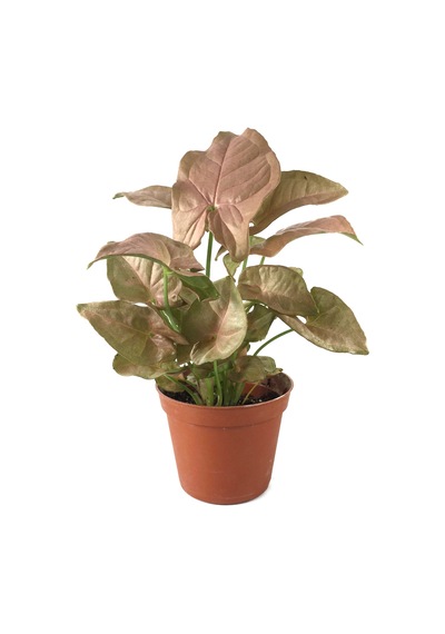Syngonium Podophyllum 'Pink' (Melek Kanadı Çiçeği) Ø5,5 CM Y0-10 CM
