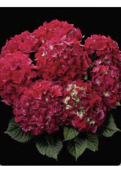 Kırmızı Ortanca Çiçeği Saksılı 30-40 Cm Boy Bol Dallı Diğer