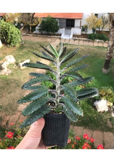 Mother Of Millions Aşkın Gözyaşı Çiçeği Fidanı 10-20 Cm