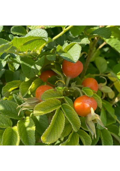 2 Yaş Kuşburnu Fidanı Rosa Rugosa