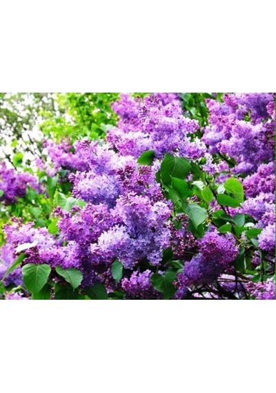 Leylak Fidanı Çiçeği Kokulu 30-50 Cm