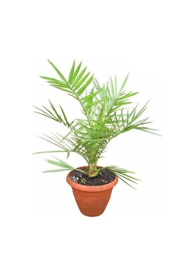 Coccos Hindistan Cevizi Ağacı Tohumu Ekim Seti 2 Tohum +Saksı+Top