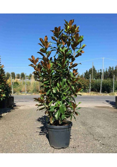 Manolya Fıdanı 90/120 Cm . Tüplü 12 Ay Dikilebilir