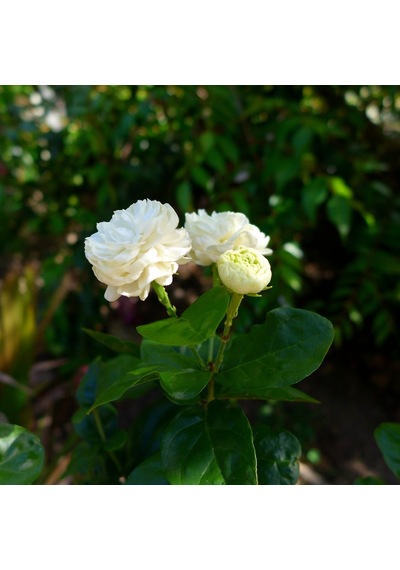 Serada Decor Plant Yoğun Kokulu Katmerli Ful Yasemin Çiçeği 50-90 Cm