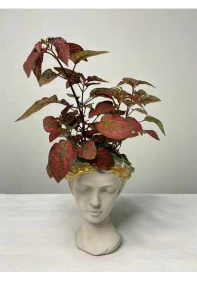 Hypoestes Hostes Çiçeği Kırmızı Benek 10-20 Cm