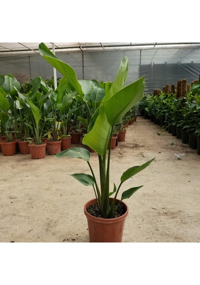 Starliçe Cennet Kuşu Çiçeği Strelitzia Nicolai - 60 Cm 2 Adet