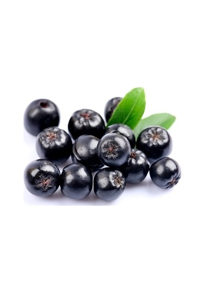Aronia Fidanı
