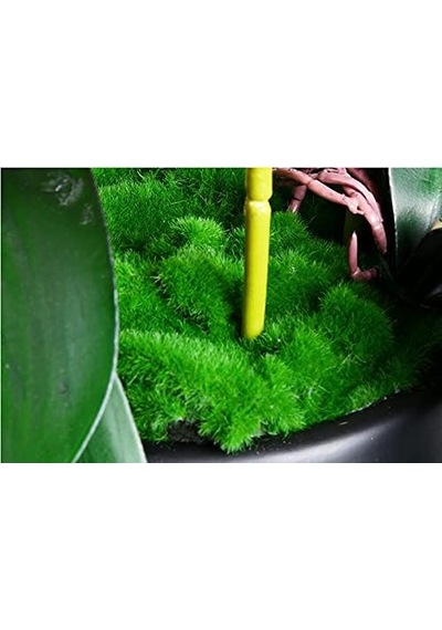 Fcg7a Clave - B0bwhyqbc1 Standart