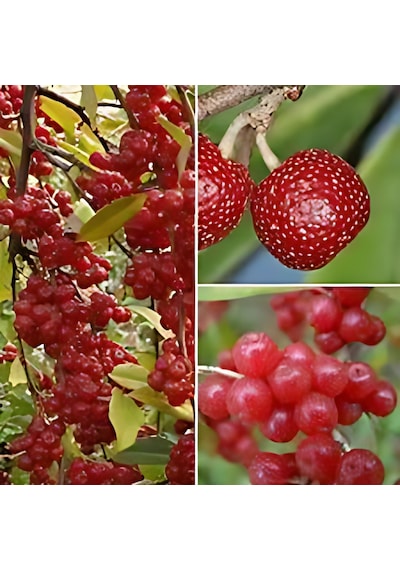 Güz Zeytini Eleagnus Umbellata Fidanı 150 -180 Cm Boyunda Me...