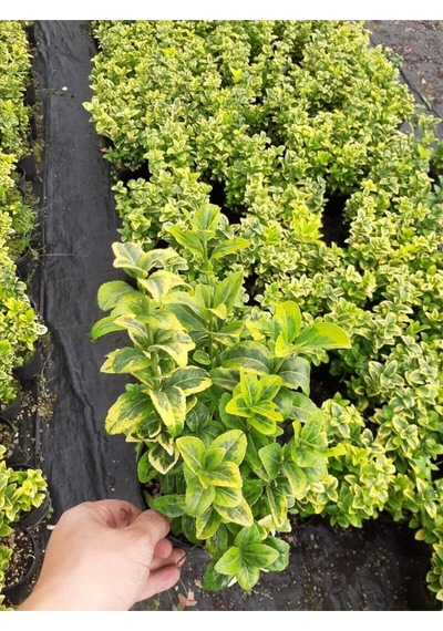 Videolu Altuni Taflan 5 Adet Saksılı/ Tüplü 30-50cm Dış Mekan Bitkisi Euonymuus Japonica