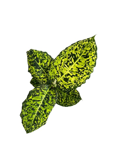 Dieffenbachia Reflector Difenbahya