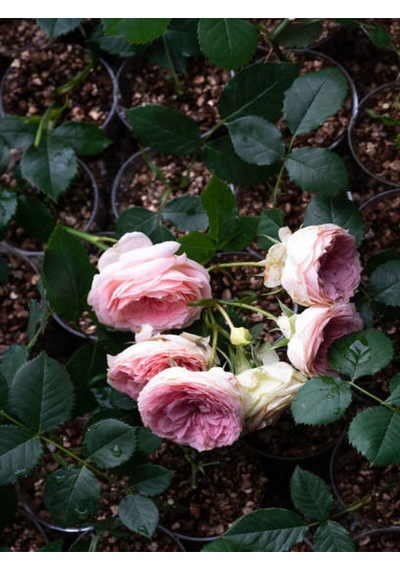 Videolu Sarmaşık Gül Fidanı Kokulu Açık Pembe 80 140 Cm Saksılı Aşılı Gül Pink Rose