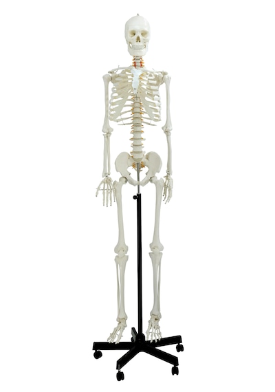 Gerçek Boyutlarında İnsan İskeleti Modeli, Sinir Sistemli -180 Cm - İskelet Maketi 01