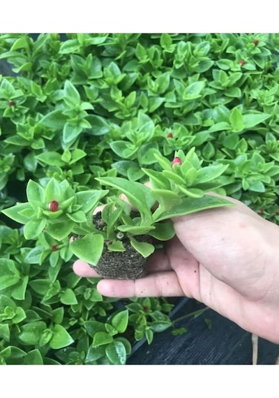 Mezarlık Çiçeği Uzun Ömürlü 10 Adet Tüplü Çiçekli Bodur Bitkiler Columbine Flower
